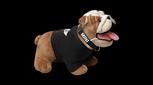 MINI Stofftier Bulldogge mit Halsband und schwarzem Shirt